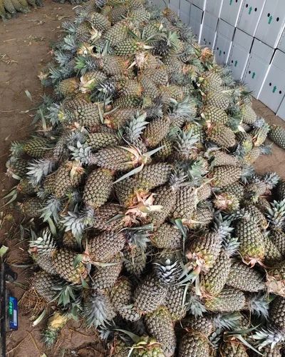 Fresh Export Pineapples