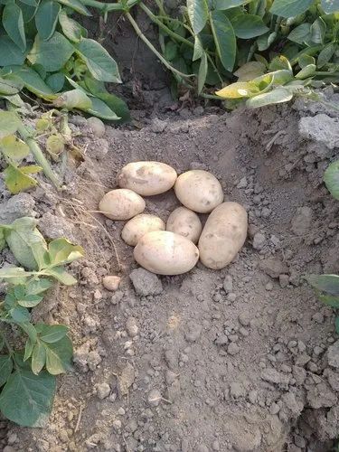 Uttar Pradesh Fresh Potato 3797, Gunny Bag