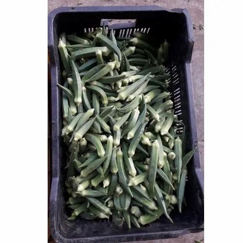 A Grade Green Fresh Lady Finger, Gunny Bag, 50 Kg