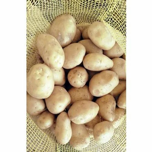 A Grade Fresh Potato