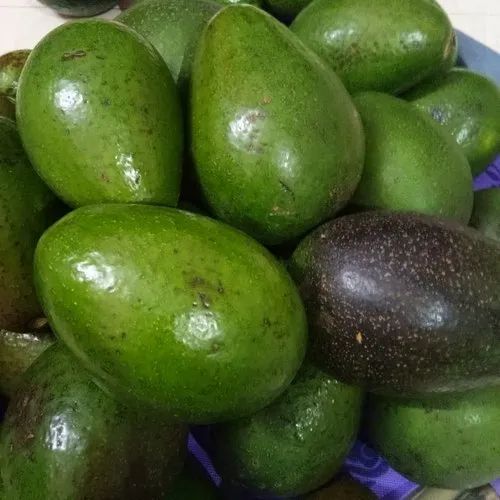 Fresh Indian Avocado, Packaging Size: 25 Kg