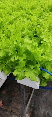 A Grade Fresh Green Lettuce, 10 Kg