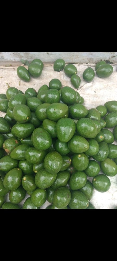 Fresh Avocado Fruit, Indian