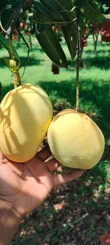 Organic Banganapalli Mango