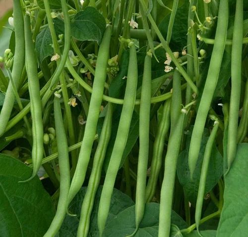 Beans