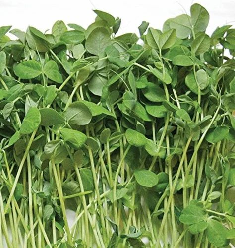 A Grade Microgreen Pea Shoots - 100% Fresh, 5 Kg