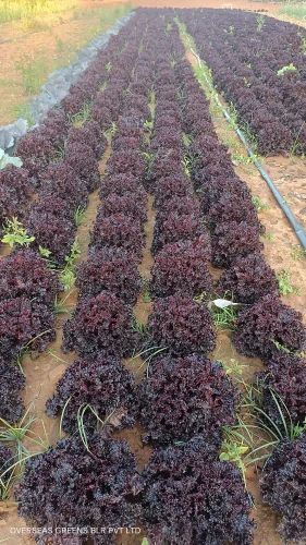 Red Lettuce Lolorosso