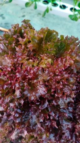Lettuce Red Product