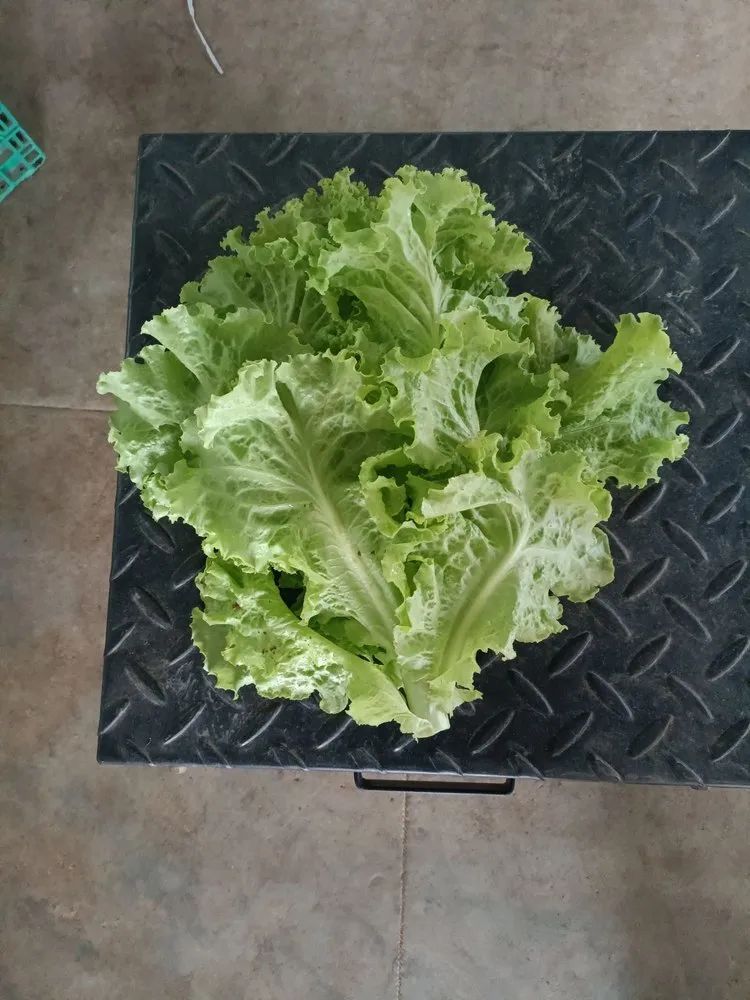 Lettuces Green Leaf