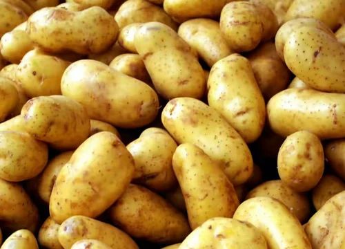 A Grade Fresh Potato Vegetables, Loose