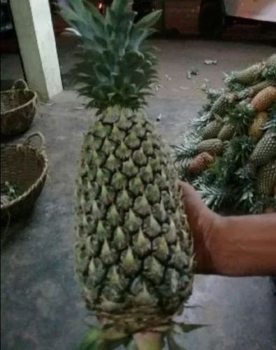 Fresh Pineapple Fruit