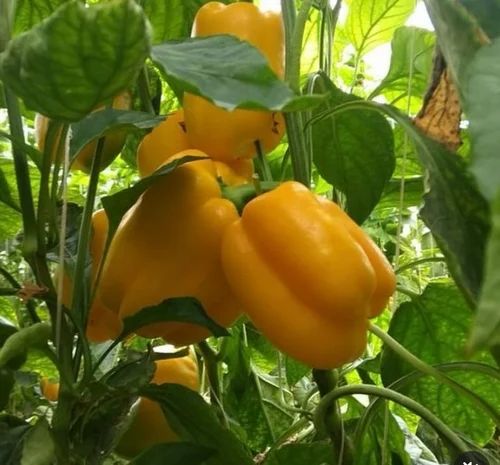 A Grade Fruit & Vegetable Fresh Fruits And Vegetables, Carton, Packaging Size: 100 g