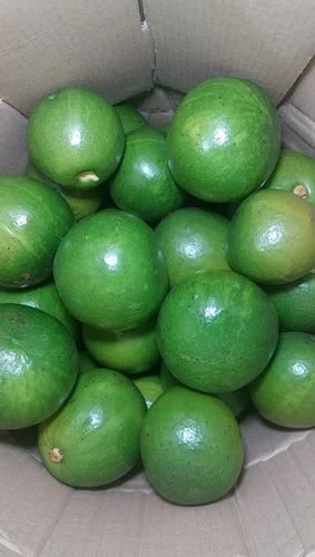 Kodaikanal Avocado Fruit