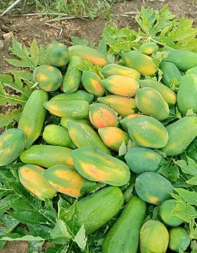 Fresh Papaya