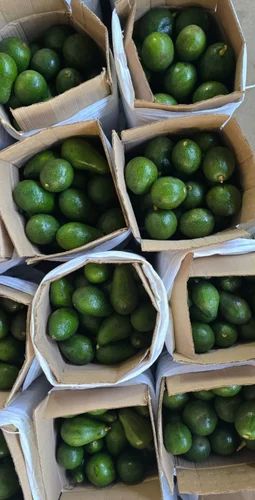 Myanmar Avocado