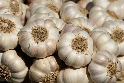 Regular White Fresh Organic Garlic