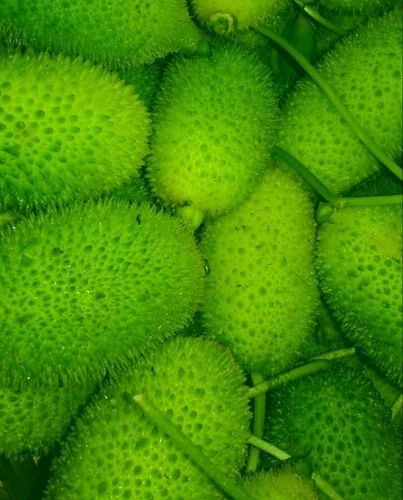 Organic A Grade Teasel Gaurd, Loose