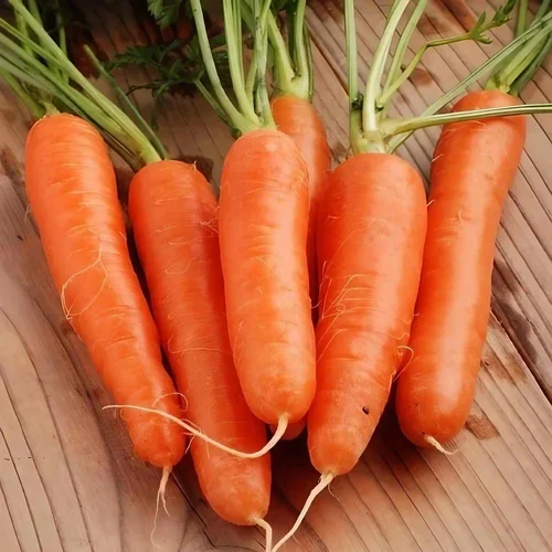 Export Organic Carrot
