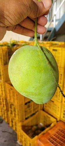 Banginapalli Mangoes