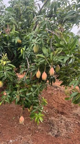 Totapuri Mangoes