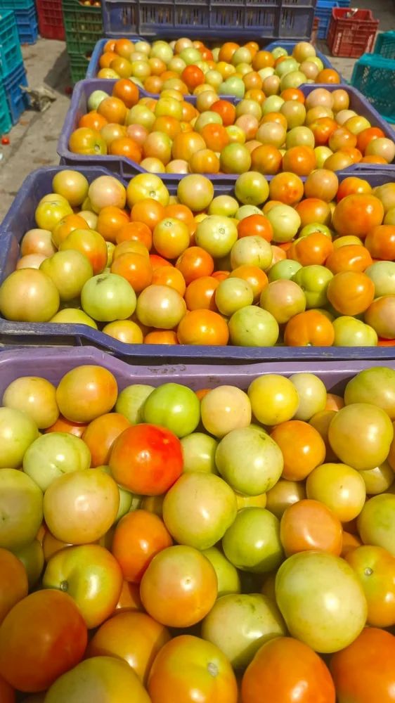 A Grade Fresh Vegetables