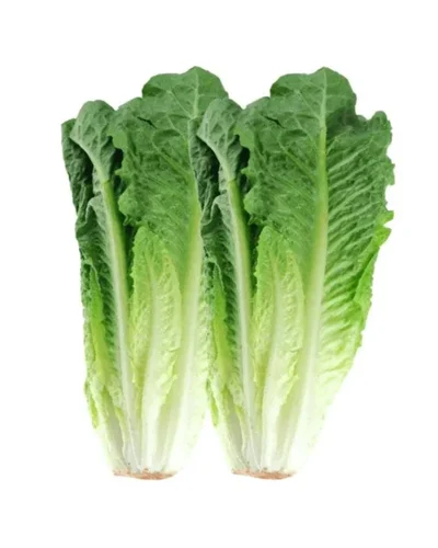 Fresh Green Leafy Lettuce