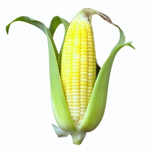 Medium 1 Kg Organic Sweet Corn, Packaging Type: PP Bag