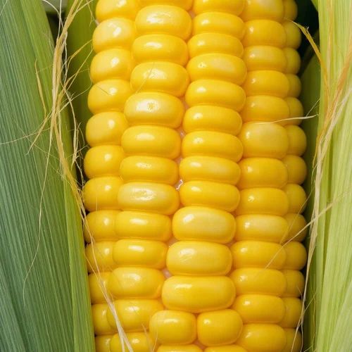 Natural 5 Kg Organic Field Corn, Whole