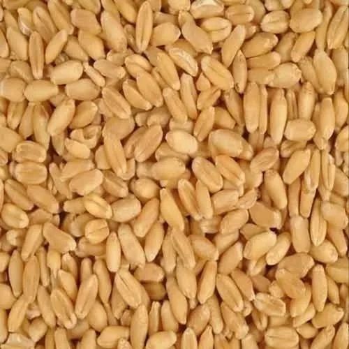 Brown Organic Wheat Seed, Gluten Free