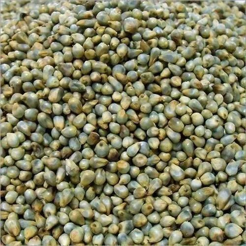 Green Millet Bajra Animal Feed, High in Protein