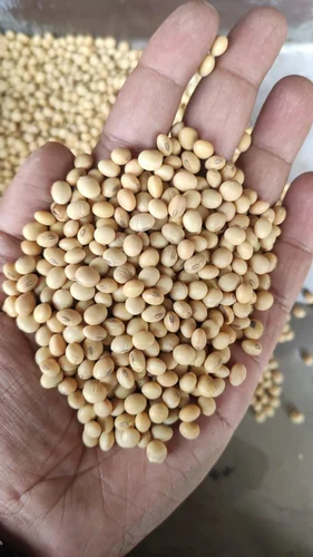 Tofu Soya Bean, 50 Kg