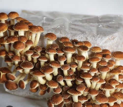 Chestnut Mushroom Spawn, Fresh