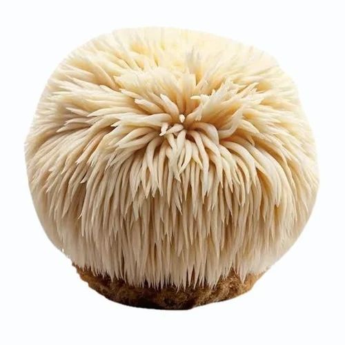 Lion's Mane Mushroom