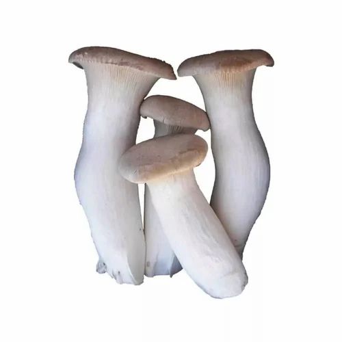 Fresh Eryngii Mushroom