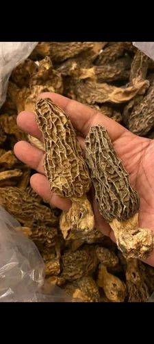 Gucchi Mushroom(Moral Mushroom), Fresh