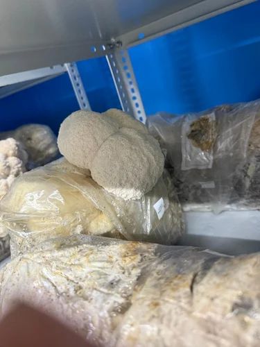 Lion's Mane Mushroom, 1 kg, Fresh