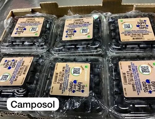 A Grade Imported Fresh Blueberries, Packaging Size: 1.5kg