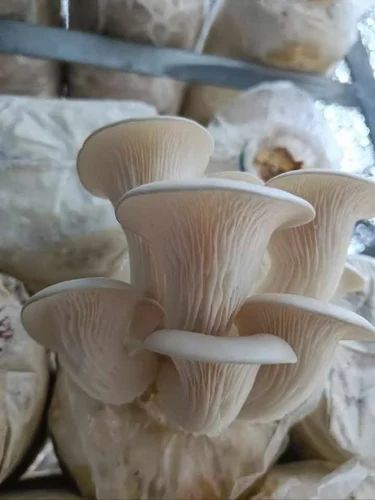 Fresh Sliced Oyster Mushroom (200g)