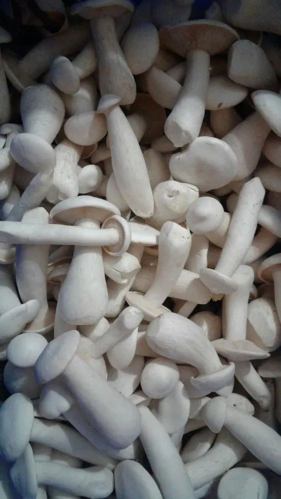 Milk Mushrooms, Packaging: Plastic Bag or Polythen, No Preservatives