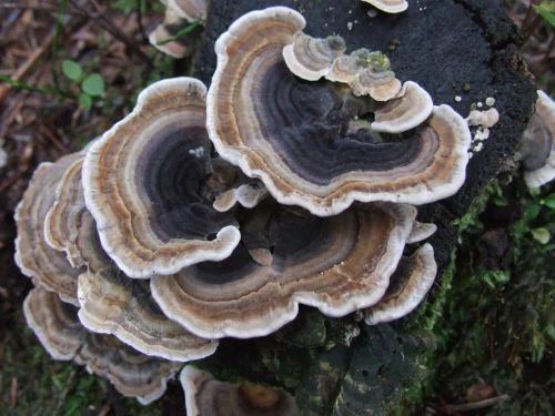 Turkey Tail Spawn Mushroom, Packaging Size: 1kg, Packaging Type: Bag