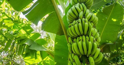 G9 Banana, Packaging Size: 13 Kg