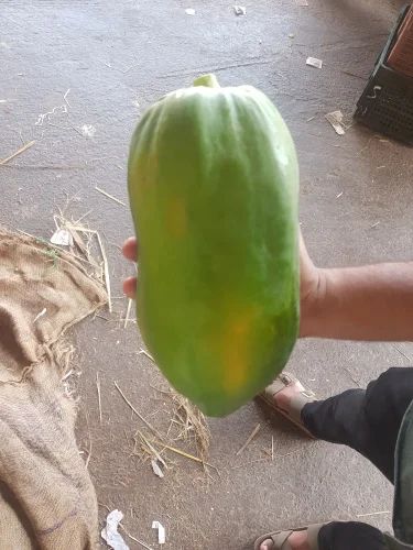 Papaya