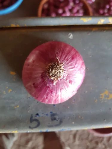 Garhwa Onion, 20 Kg, Onion Size: 50 mm