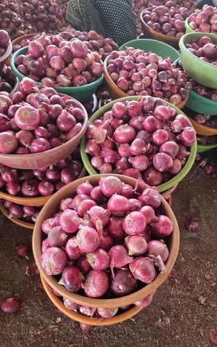45mm Size Nashik Pink Onion, Quality Grade: A Grade (Super)