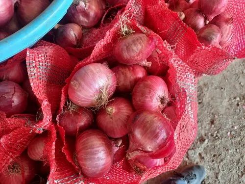 50Mm Nashik Pink Onion, Quality Grade: Premium (For Export)