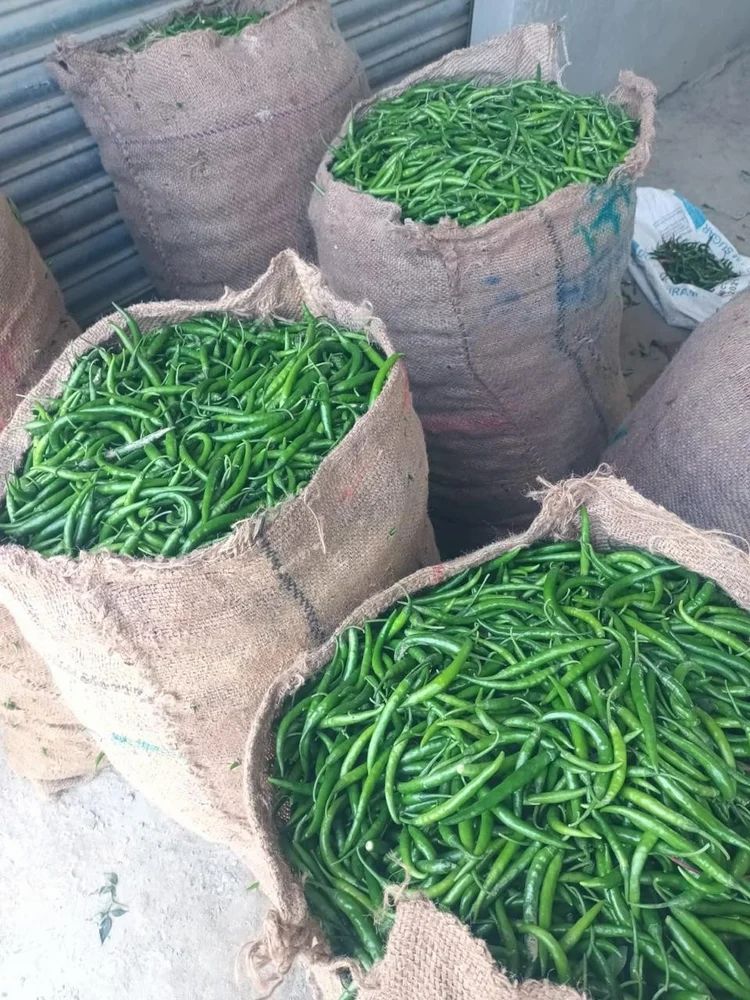A Grade Fresh Chilli, Maharashtra