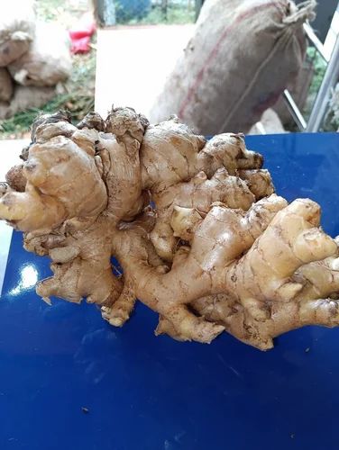 Fresh Ginger