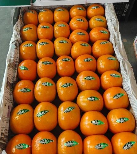 Fresh kinnow export quality