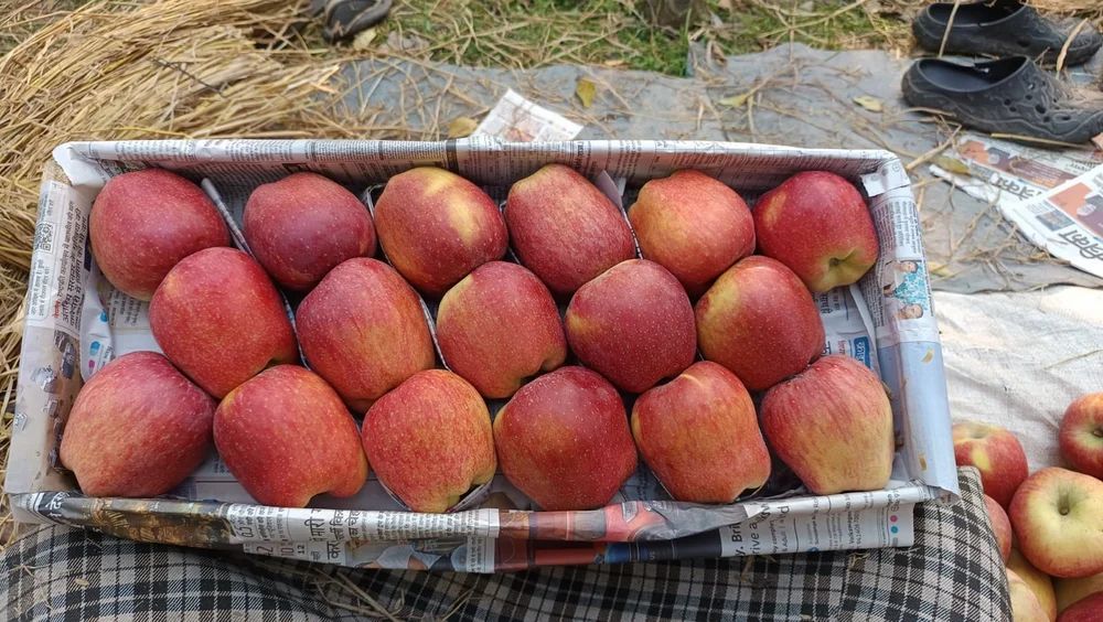 Fresh Apple Fruits