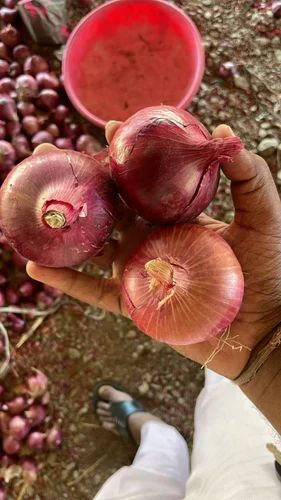 Nashik Garva Onion, 50 kg, 55Mm+